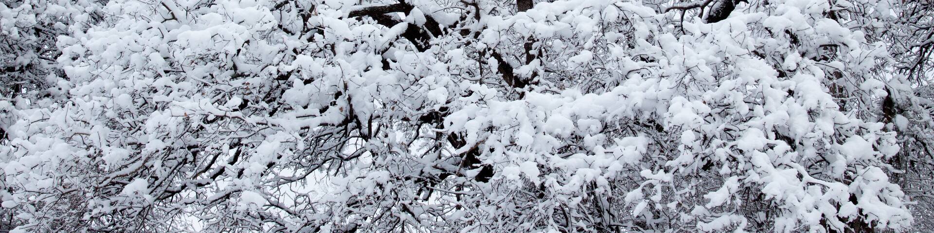 Snowtime trees