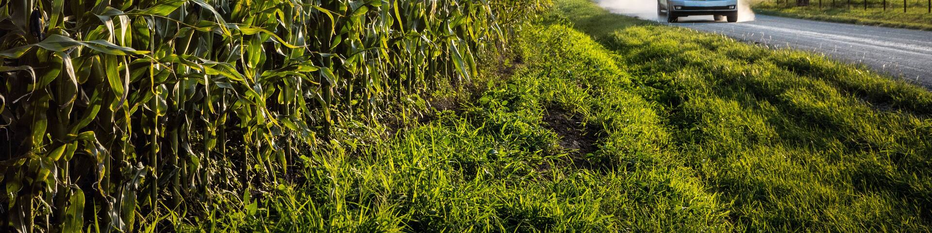 Corn Growing as truck drives by with dust