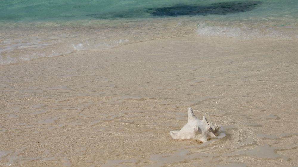 Belize, Caribbean Sea, District of Belize. Goff Caye, popular Barrier Reef island just off shore from Belize City. Conch shell on white sand beach with crystal clear water.
