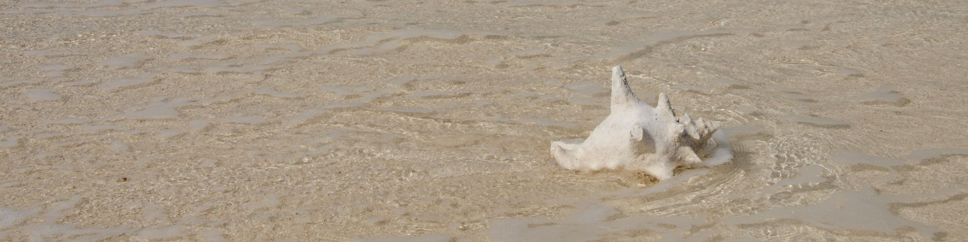 Belize, Caribbean Sea, District of Belize. Goff Caye, popular Barrier Reef island just off shore from Belize City. Conch shell on white sand beach with crystal clear water.