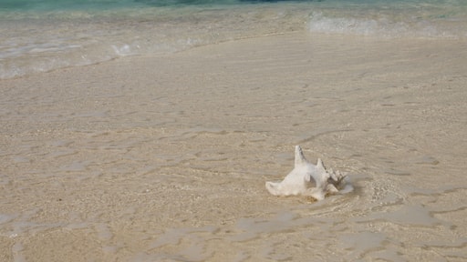 Belize, Caribbean Sea, District of Belize. Goff Caye, popular Barrier Reef island just off shore from Belize City. Conch shell on white sand beach with crystal clear water.