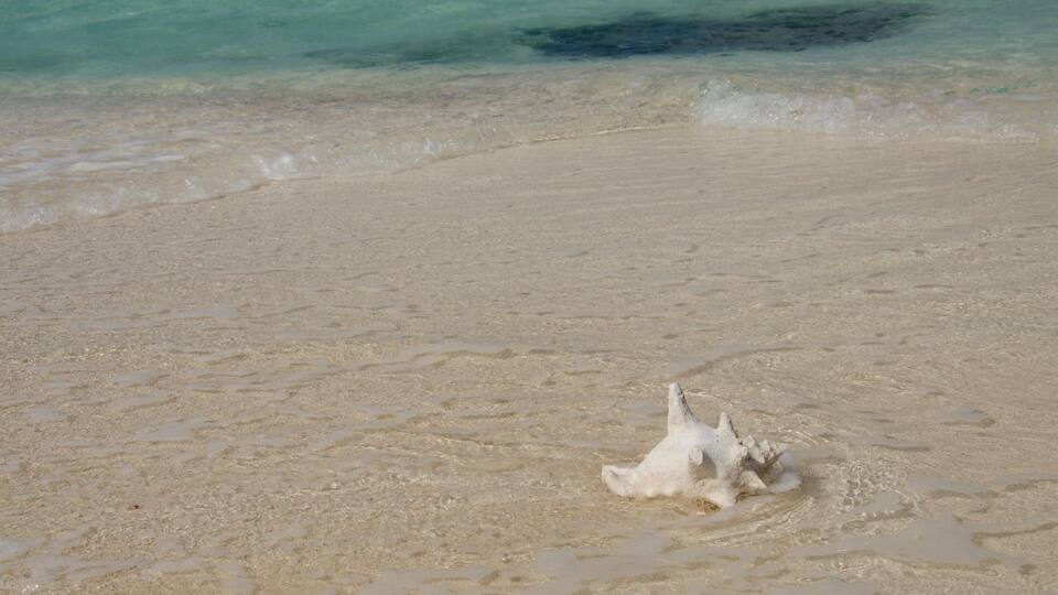 A sandy beach with clear turquoise water and a white shell on the sand.
