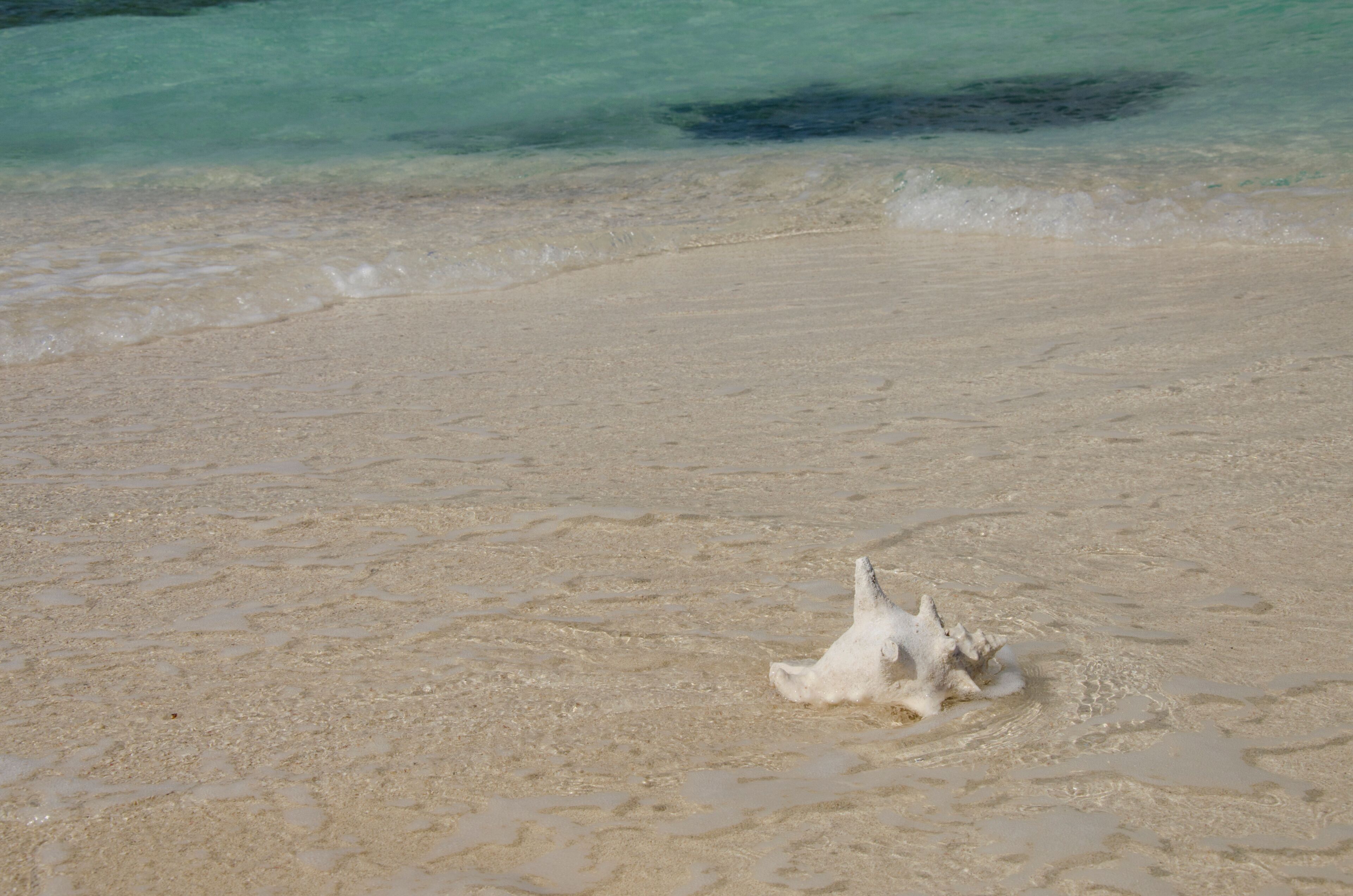 A sandy beach with clear turquoise water and a white shell on the sand.