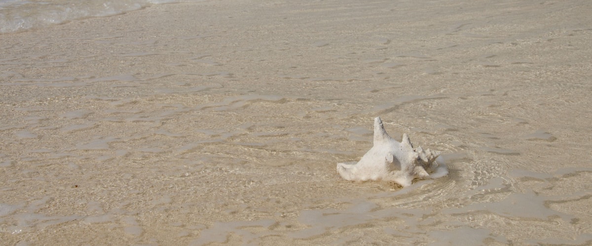 A sandy beach with clear turquoise water and a white shell on the sand.