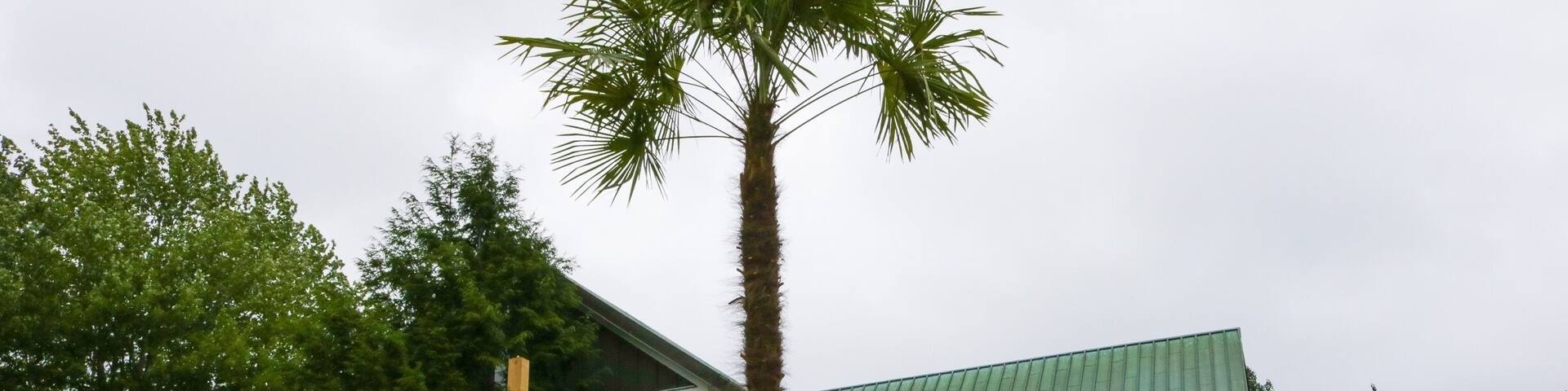 Tropical palm tree at Shubie Park