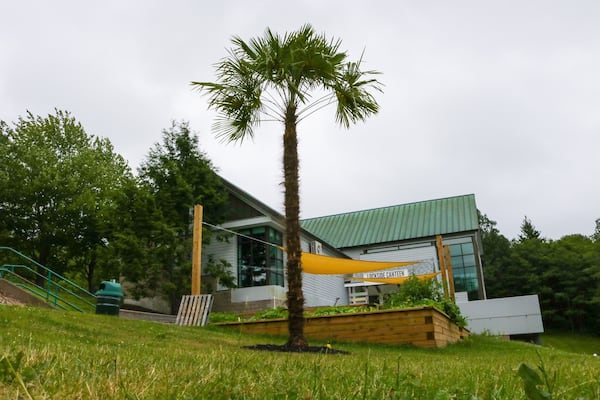 Tropical palm tree at Shubie Park