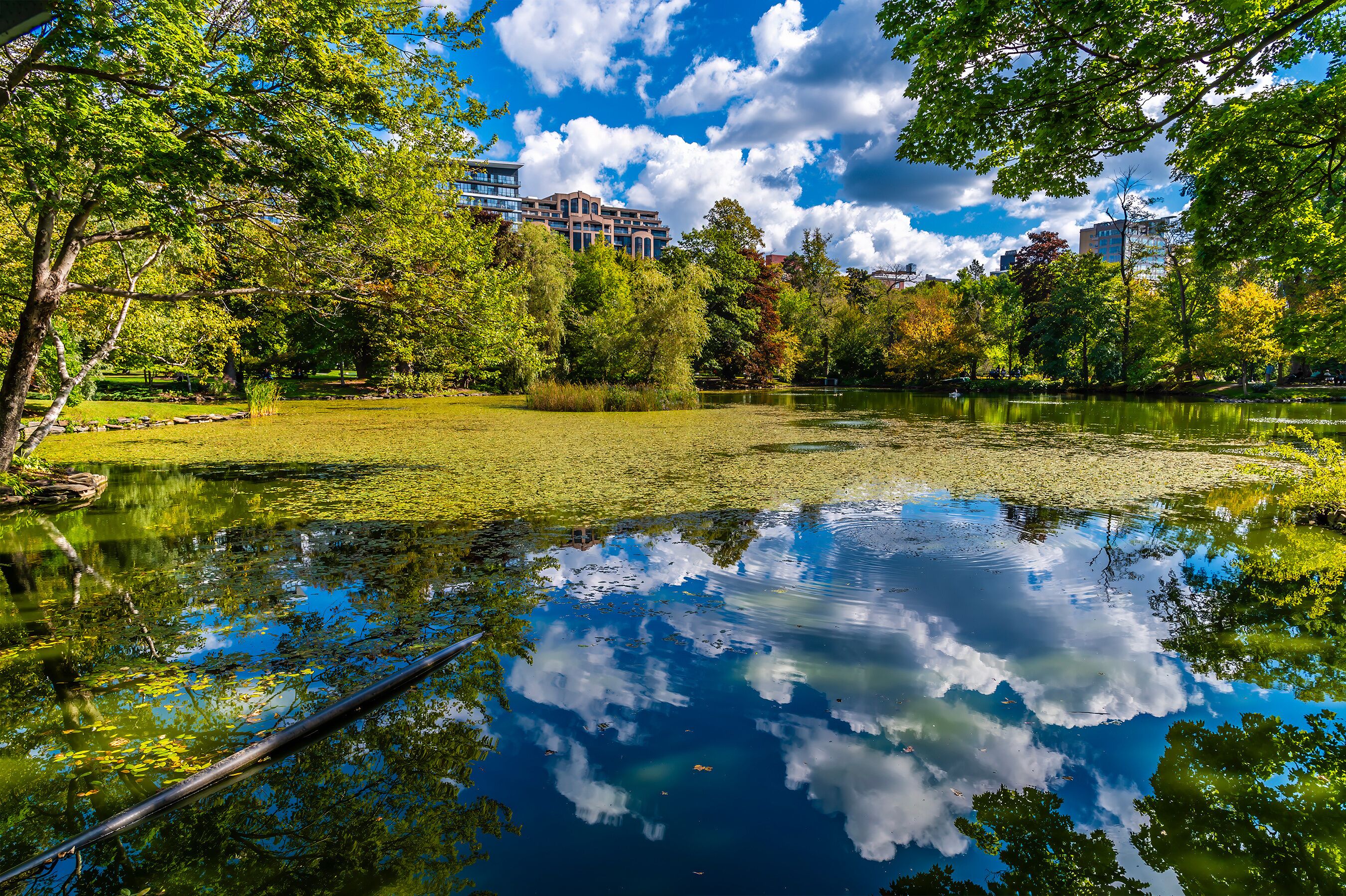 Un lago tranquilo con reflejos de árboles y un cielo despejado.