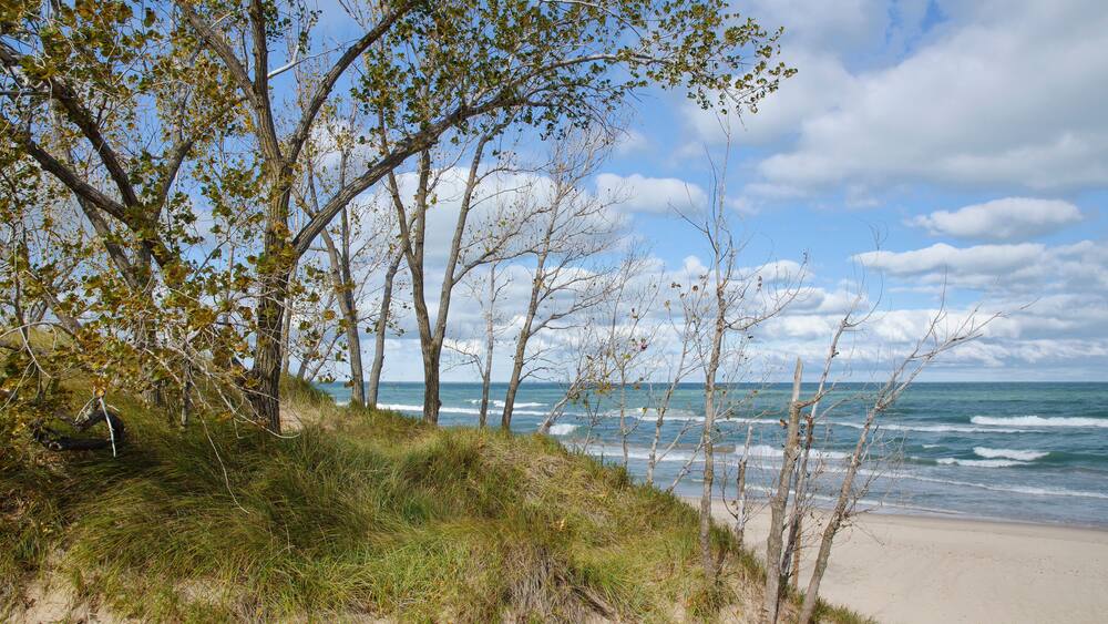 622-72 Dune Autum Cottonwoods