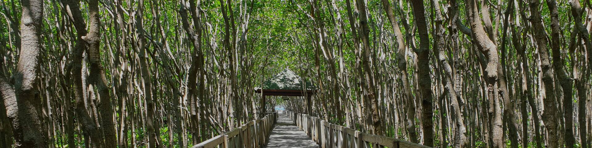 wooden bridge in the middle of a very dense and high mangrove forest on the coast of Sinjai Regency, South Sulawesi INDONESIA, 15 March 2021
