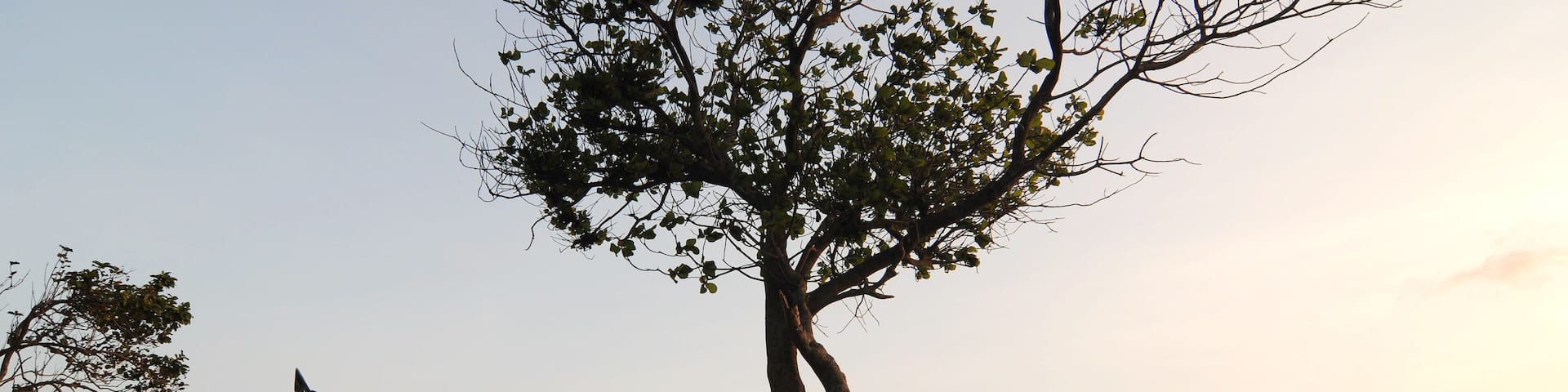 A tree with a wooden structure on a rocky shore by the sea.