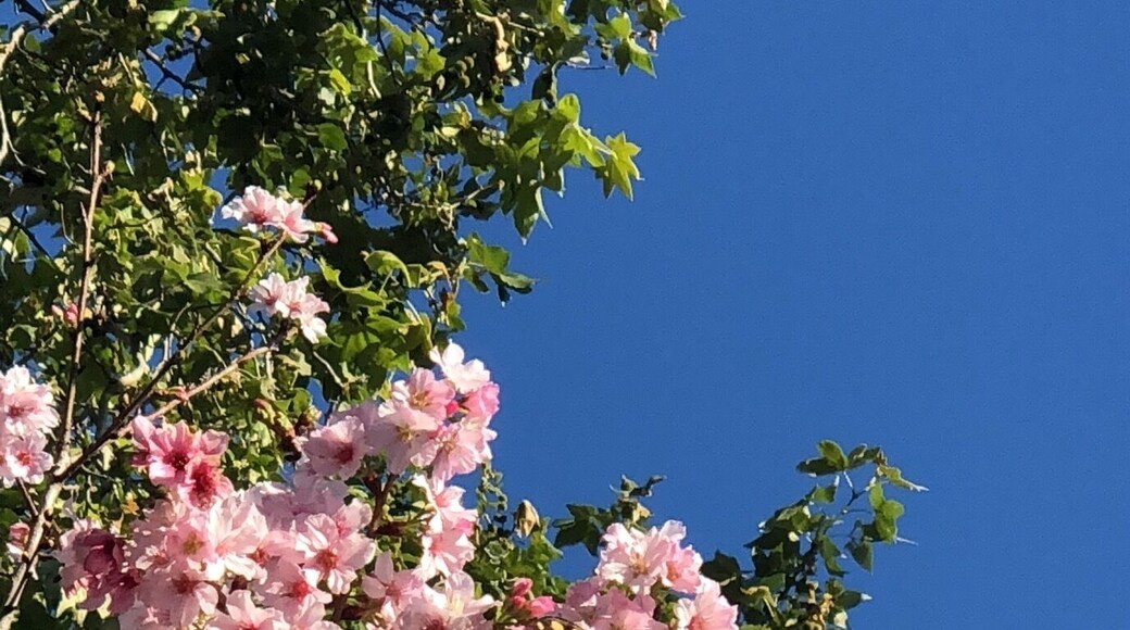 Cherry blossom and butterfly