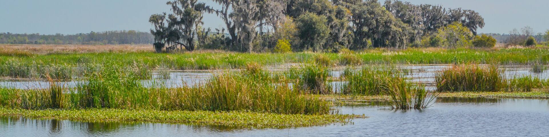 Live Oaks with Mexican Moss at Savannah National Wildlife Refuge in Hardeeville, Jasper County, South Carolina USA