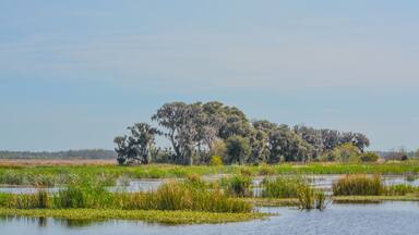 Live Oaks with Mexican Moss at Savannah National Wildlife Refuge in Hardeeville, Jasper County, South Carolina USA