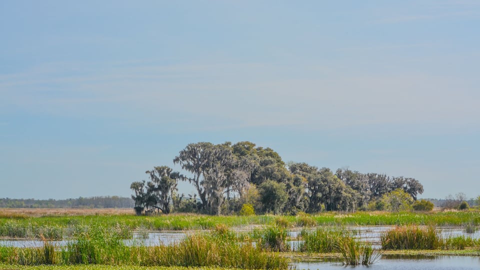 A swampy landscape with water, green vegetation, and trees.