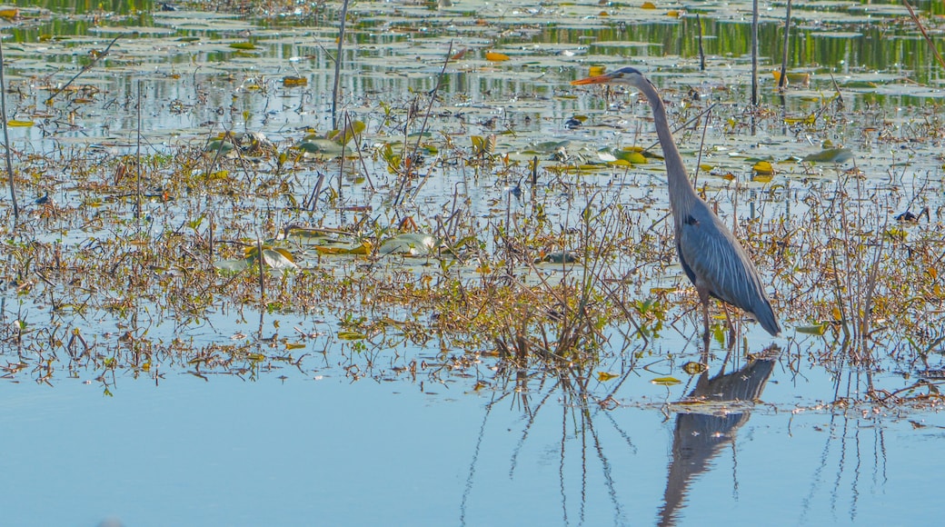 Great Blue Heron, Ardea Herodias at Savannah National Wildlife Refuge, Hardeeville, Jasper County, South Carolina USA
