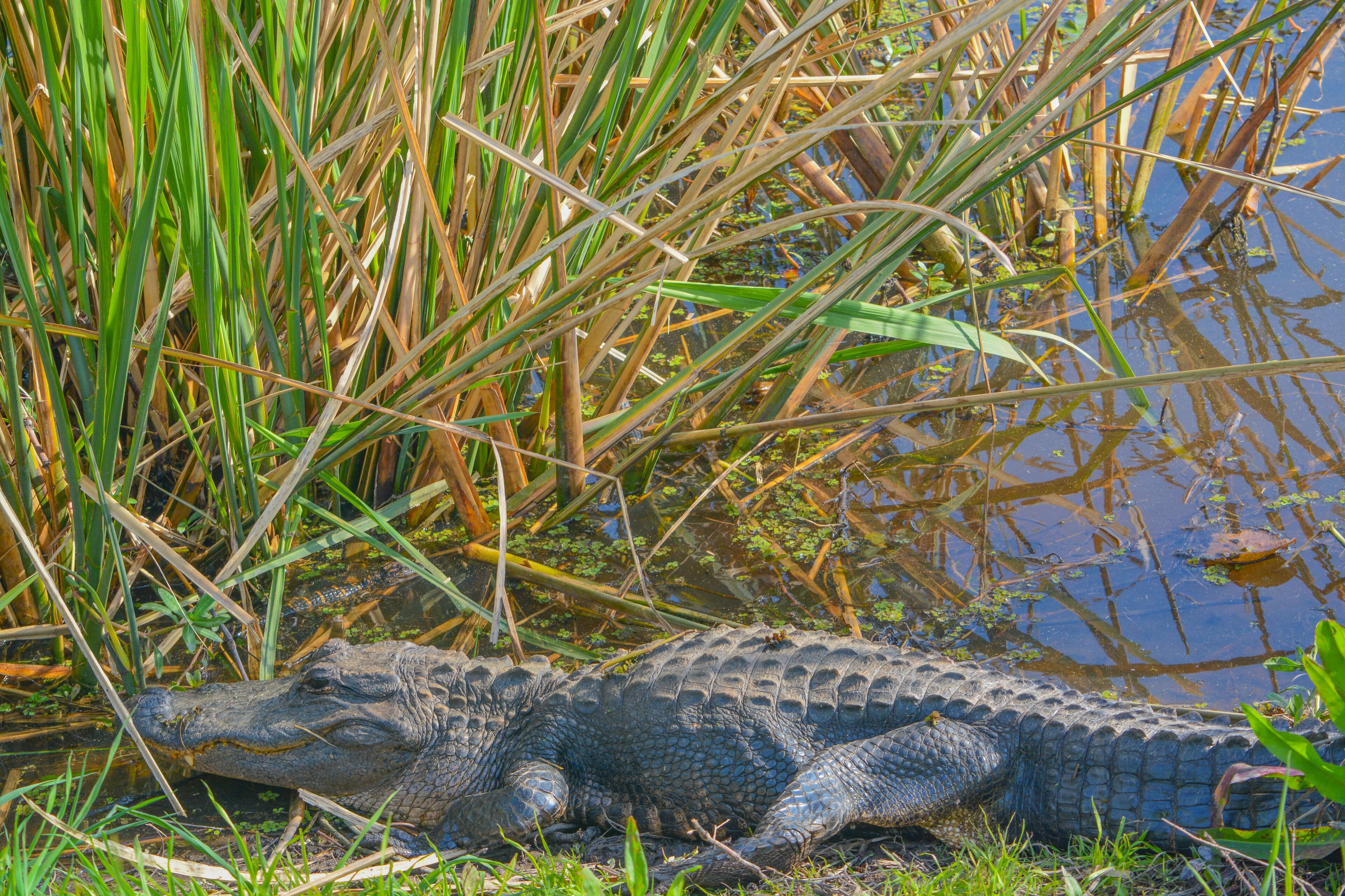 American Alligator Mississipplensis at Savannah National Wildlife Refuge, Hardeeville, Jasper County, South Carolina USA