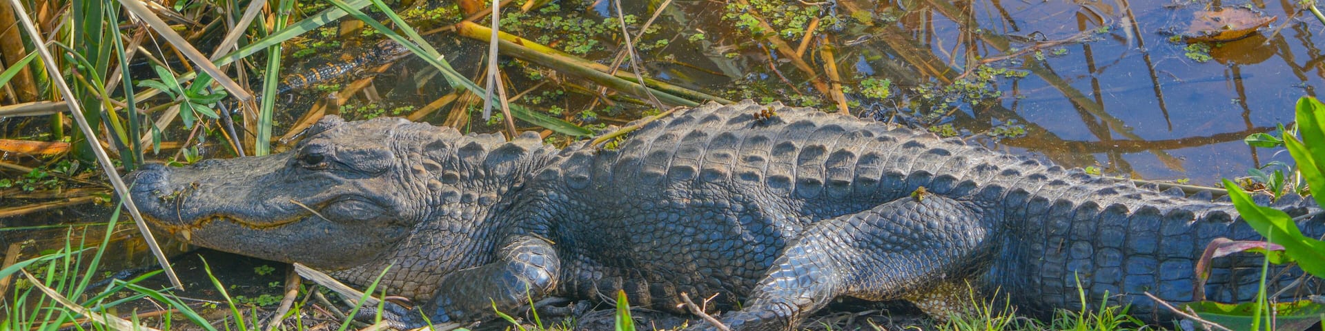 American Alligator Mississipplensis at Savannah National Wildlife Refuge, Hardeeville, Jasper County, South Carolina USA
