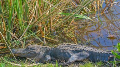 American Alligator Mississipplensis at Savannah National Wildlife Refuge, Hardeeville, Jasper County, South Carolina USA