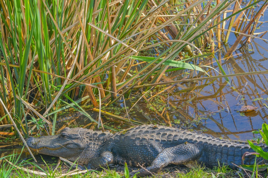 American Alligator Mississipplensis at Savannah National Wildlife Refuge, Hardeeville, Jasper County, South Carolina USA