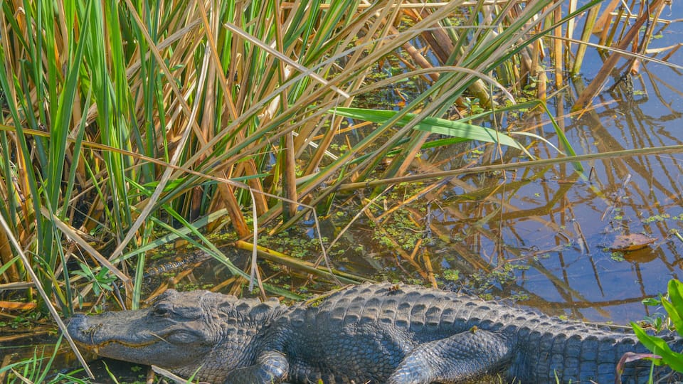 An alligator resting near a water body with tall grass and reeds.