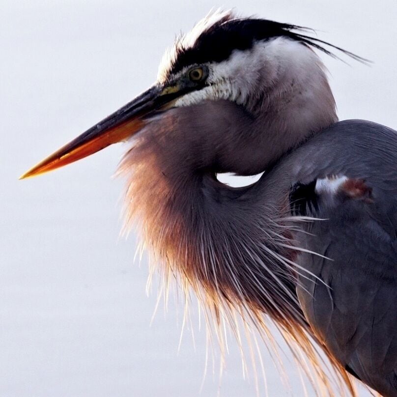 #desktop

This Blue Heron was waiting for some food as the sun was setting behind him. Blue Herons are by far my favorite bird. Large and normally very territorial, these birds rule ponds and lake sides. 