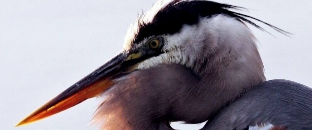 A large bird with a long beak and grey feathers.
