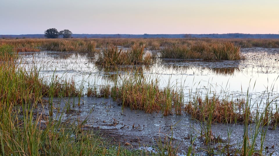 A wetland landscape with tall grasses and a tree in the distance.