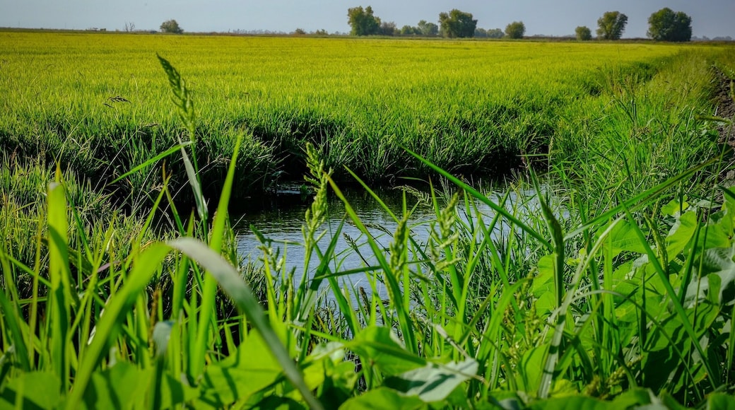 Rice paddies,fields, in the Yolo bypass Widelife Area. Managed by the California Department of fish and wildlife. Great location for Birders.