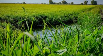 Rice paddies,fields, in the Yolo bypass Widelife Area. Managed by the California Department of fish and wildlife. Great location for Birders.
