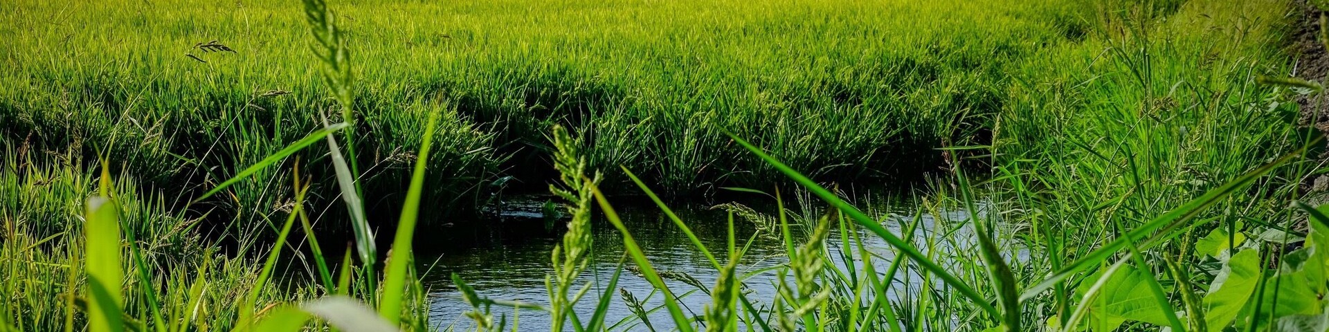 Rice paddies,fields, in the Yolo bypass Widelife Area. Managed by the California Department of fish and wildlife. Great location for Birders.