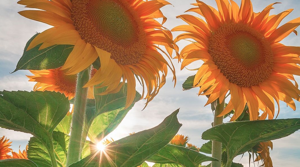 Stare into the Sun...flowers that is.