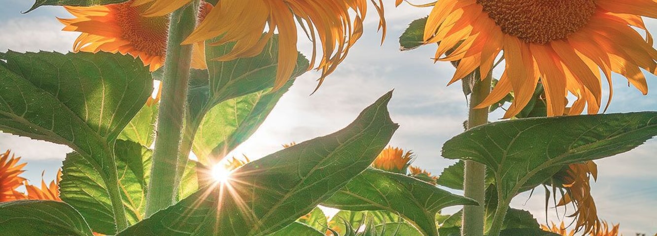 Stare into the Sun...flowers that is.