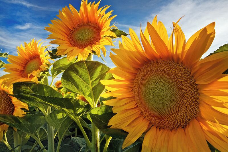 Sunny #colorful sunflowers.  Davis is a university town surrounded by farms that sometimes plant sunflowers.  #troveon