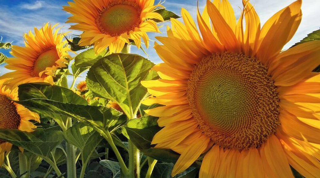 Sunny #colorful sunflowers. Davis is a university town surrounded by farms that sometimes plant sunflowers. #troveon