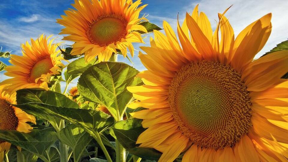 Sunny #colorful sunflowers. Davis is a university town surrounded by farms that sometimes plant sunflowers. #troveon