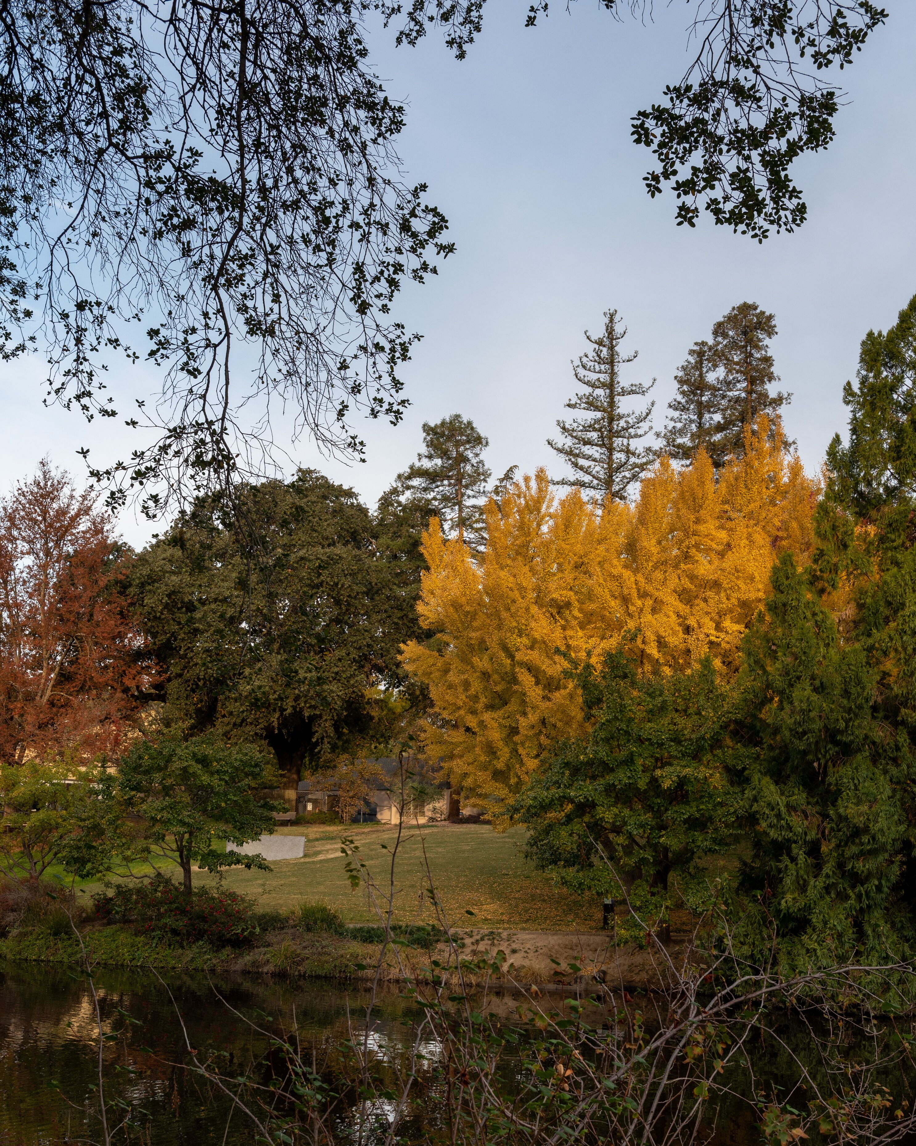 Ginkgo tree in the Autumn at the UC Davis arboretum, CA, USA
