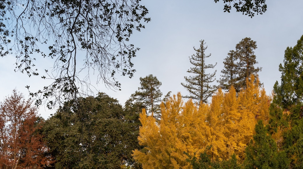Ginkgo tree in the Autumn at the UC Davis arboretum, CA, USA