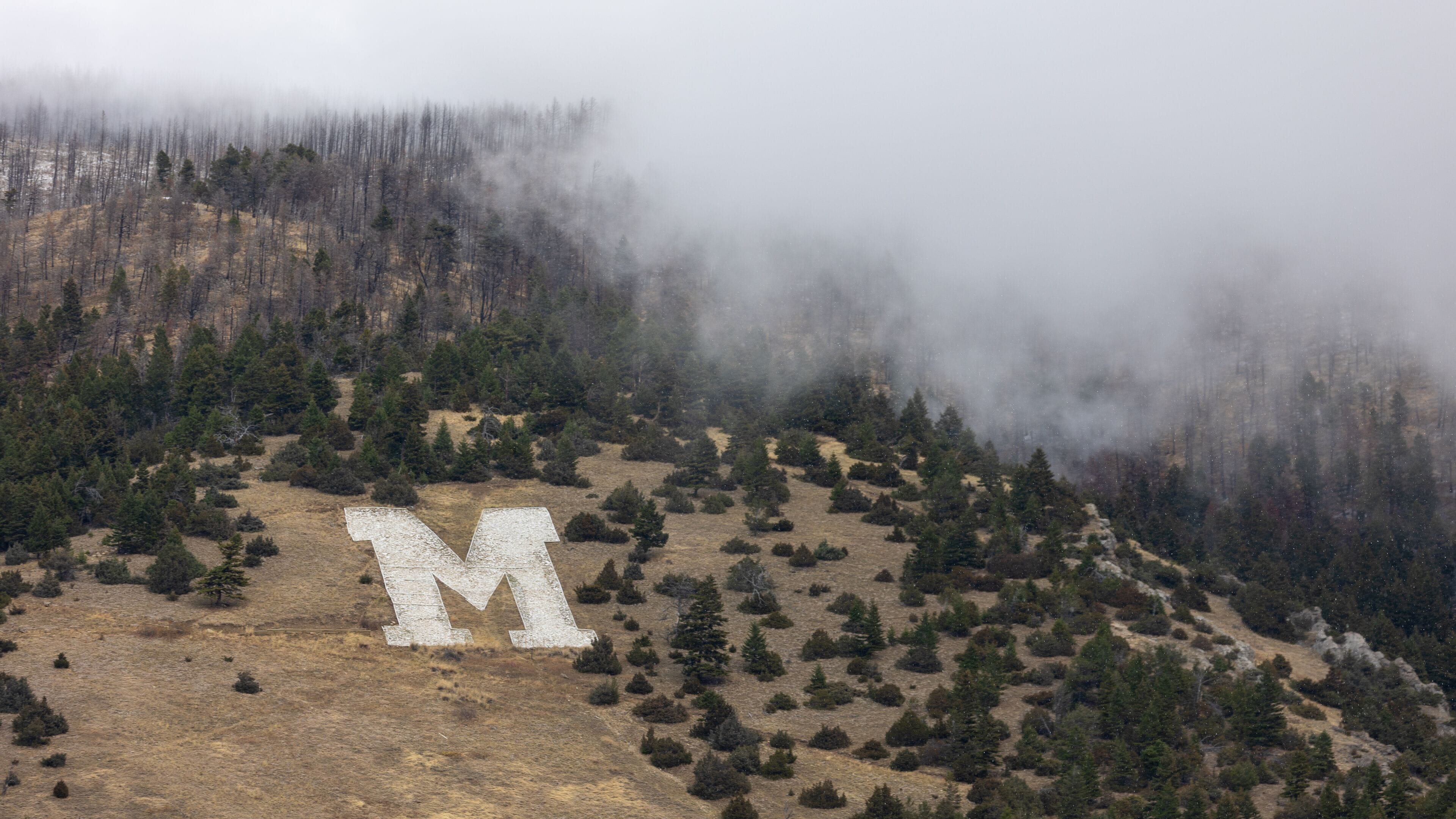 A letter 'M' on a hillside with scattered trees and a forest in the background.