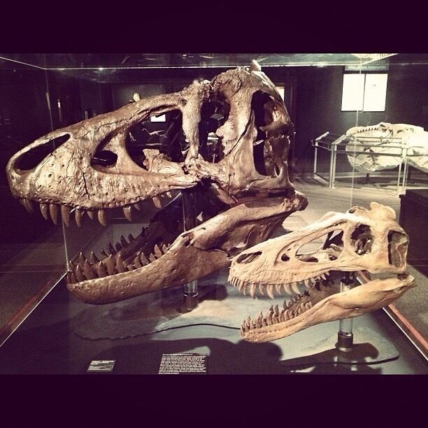 Museum of the Rockies