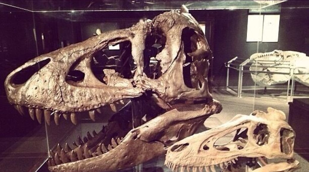 Museum of the Rockies