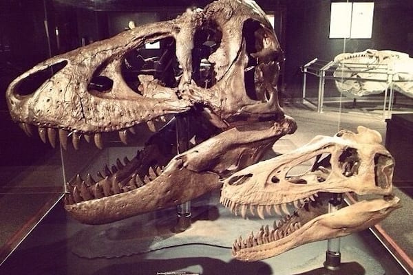 Museum of the Rockies