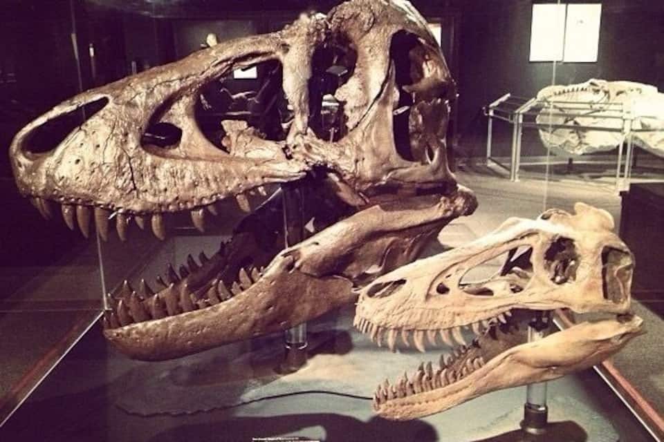 Eine große Dinossierschädel-Ausstellung in einem Museum.
