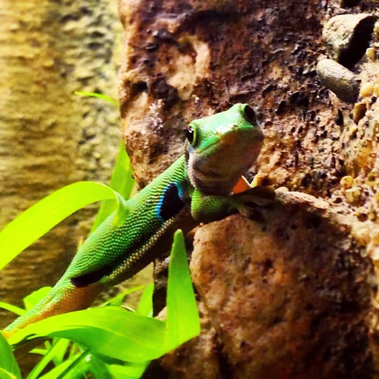 Awesome museum full of dinosaurs, western history, and a planetarium. The current traveling exhibit is of geckos. Great for kids and adults alike. 