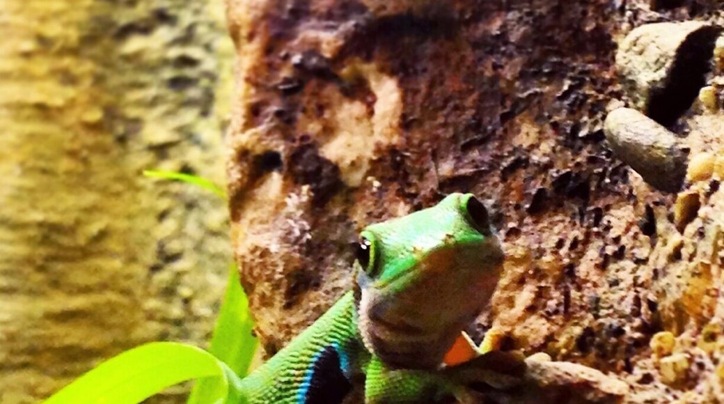 Awesome museum full of dinosaurs, western history, and a planetarium. The current traveling exhibit is of geckos. Great for kids and adults alike.