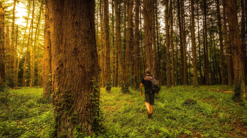 Wandering the enchanted forest