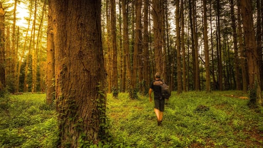 Wandering the enchanted forest