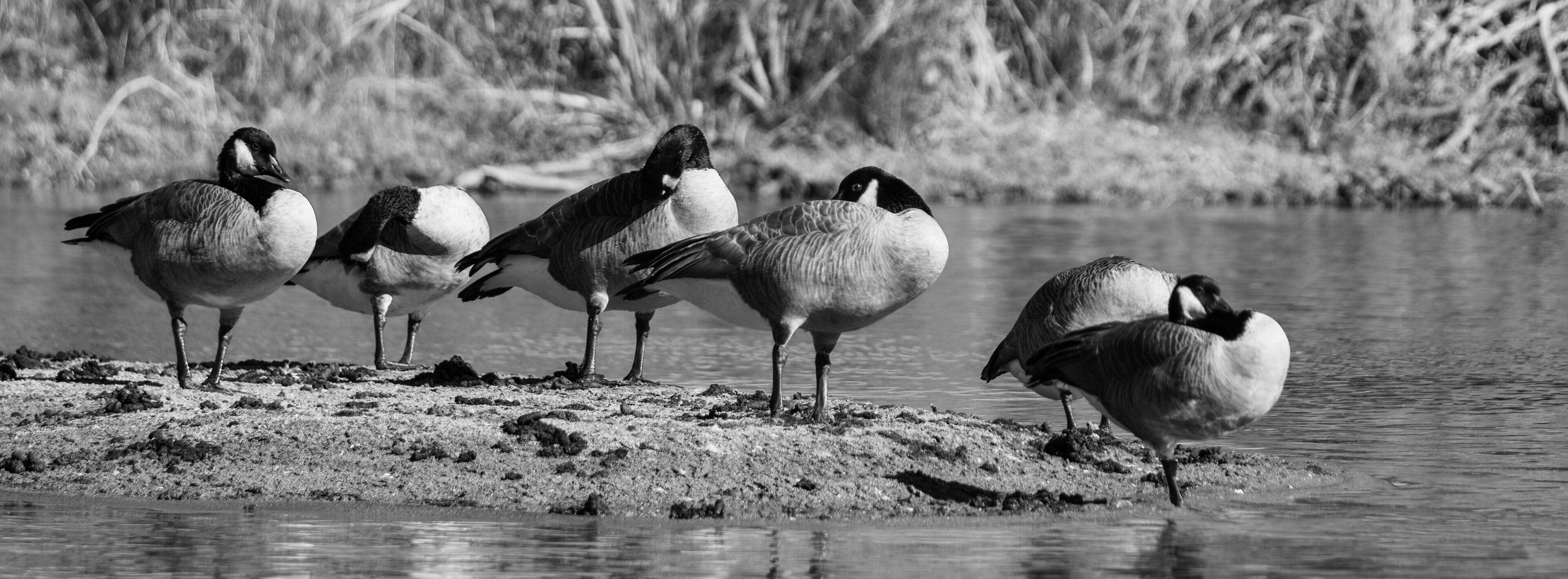 Canada Geese Resting on an American River Sandbar in Black and White