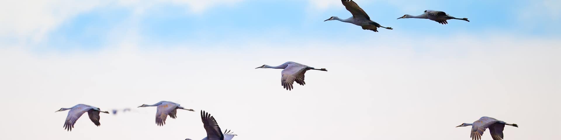 Sandhill cranes flying in the early morning sky of Hiwassee Wildlife Refuge near Dayton, Tennessee