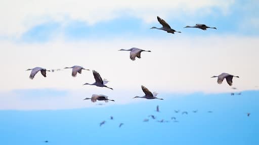 Sandhill cranes flying in the early morning sky of Hiwassee Wildlife Refuge near Dayton, Tennessee