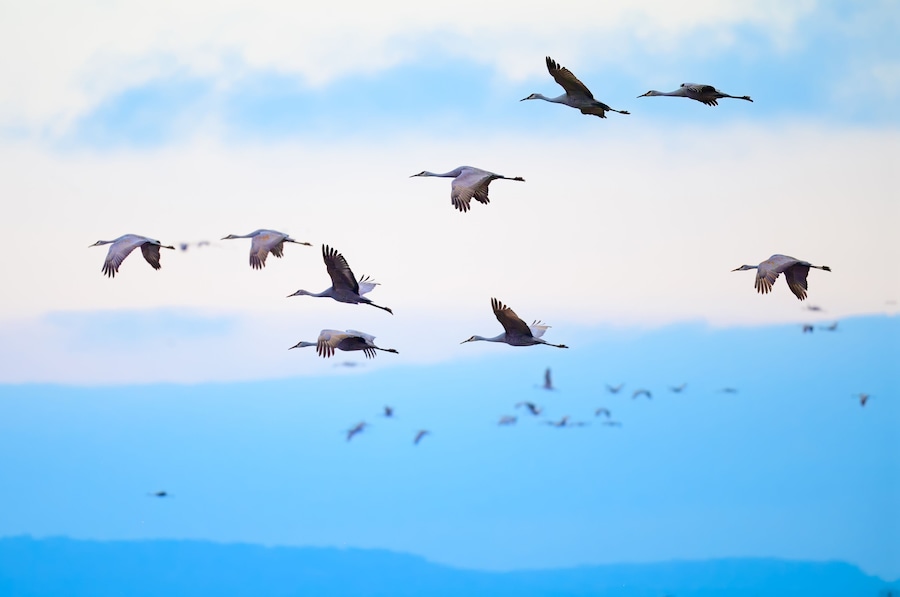 Un grupo de pájaros volando en el cielo.